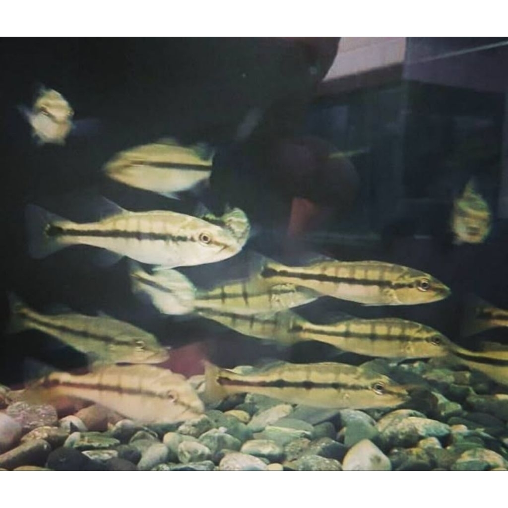 Peacock Bass Xingu 8-10cm