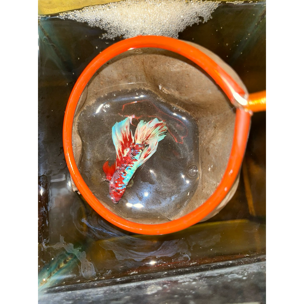 obat warna ikan cupang