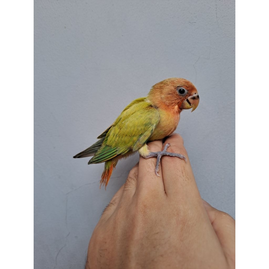 Lovebird Lolohan Green Opaline Marbled