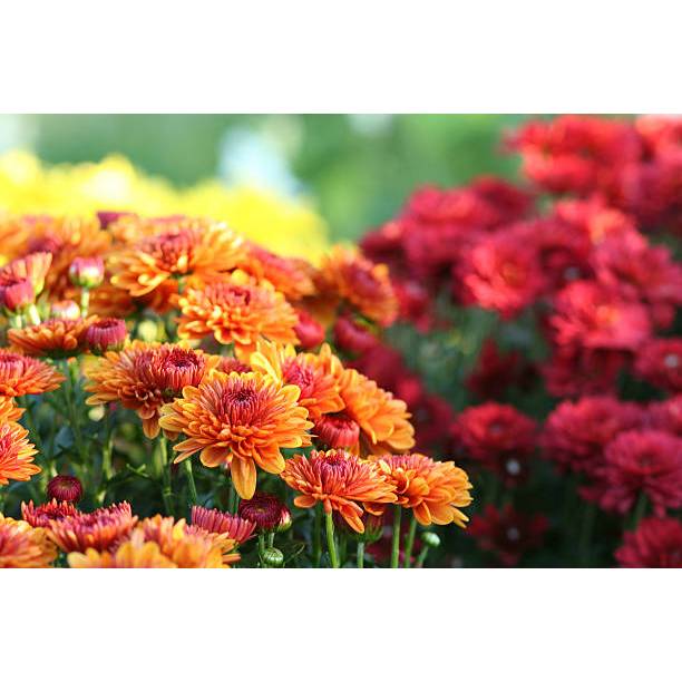 5 Biji Bibit Bunga Krisan