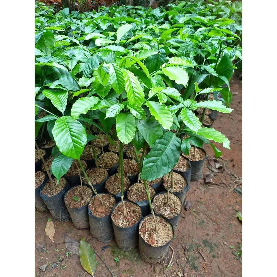 Bibit Kopi Robusta Sambung Lebih Cepat Berbuah