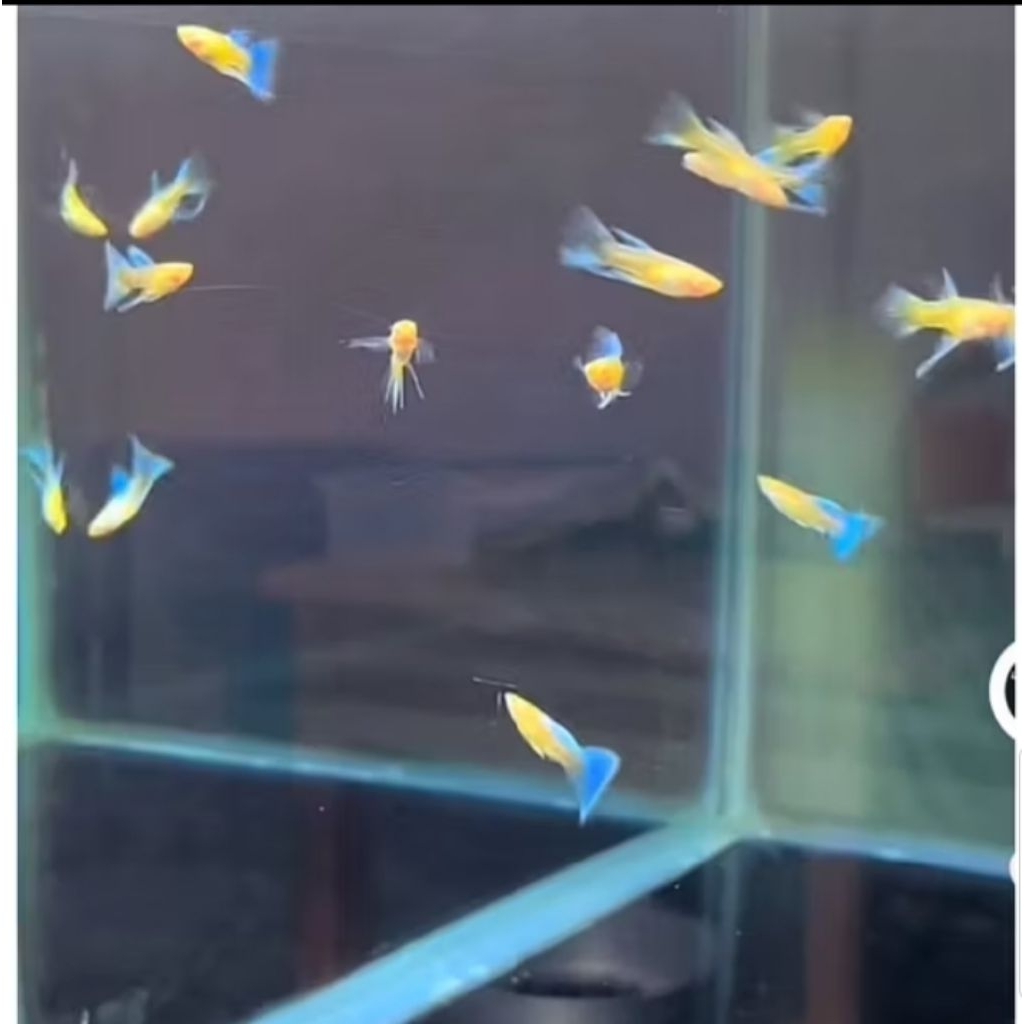 HIASAN AQUARIUM GUPPY BLUE SKY RIBON SIZE M BERKUALITAS