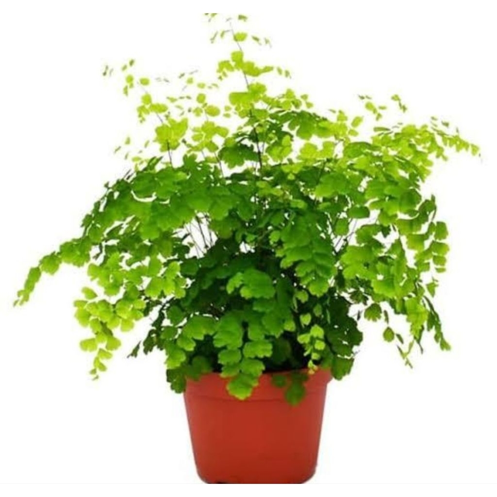 Tanaman hias Suplir Daun Besar Rimbun / tanaman suplir Daun Dollar / tanaman hias pot suplir boston 