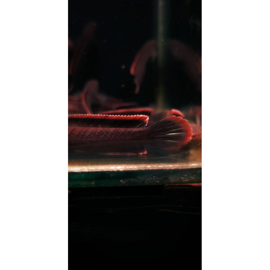 Ketapang Cair Limbata Lawu CB 7-8cm