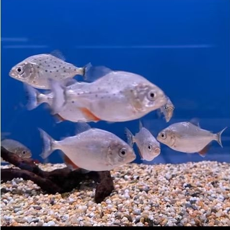 hiasan aquarium piranha red belly