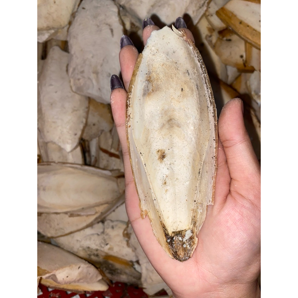 TULANG SOTONG 1KG PATAHAN/PATAH-PATAH/KECIL-KECIL/DIBAWAH 10 CM