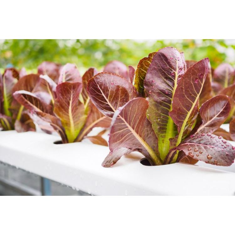 UNGGUL - Bibit Selada Red Romaine