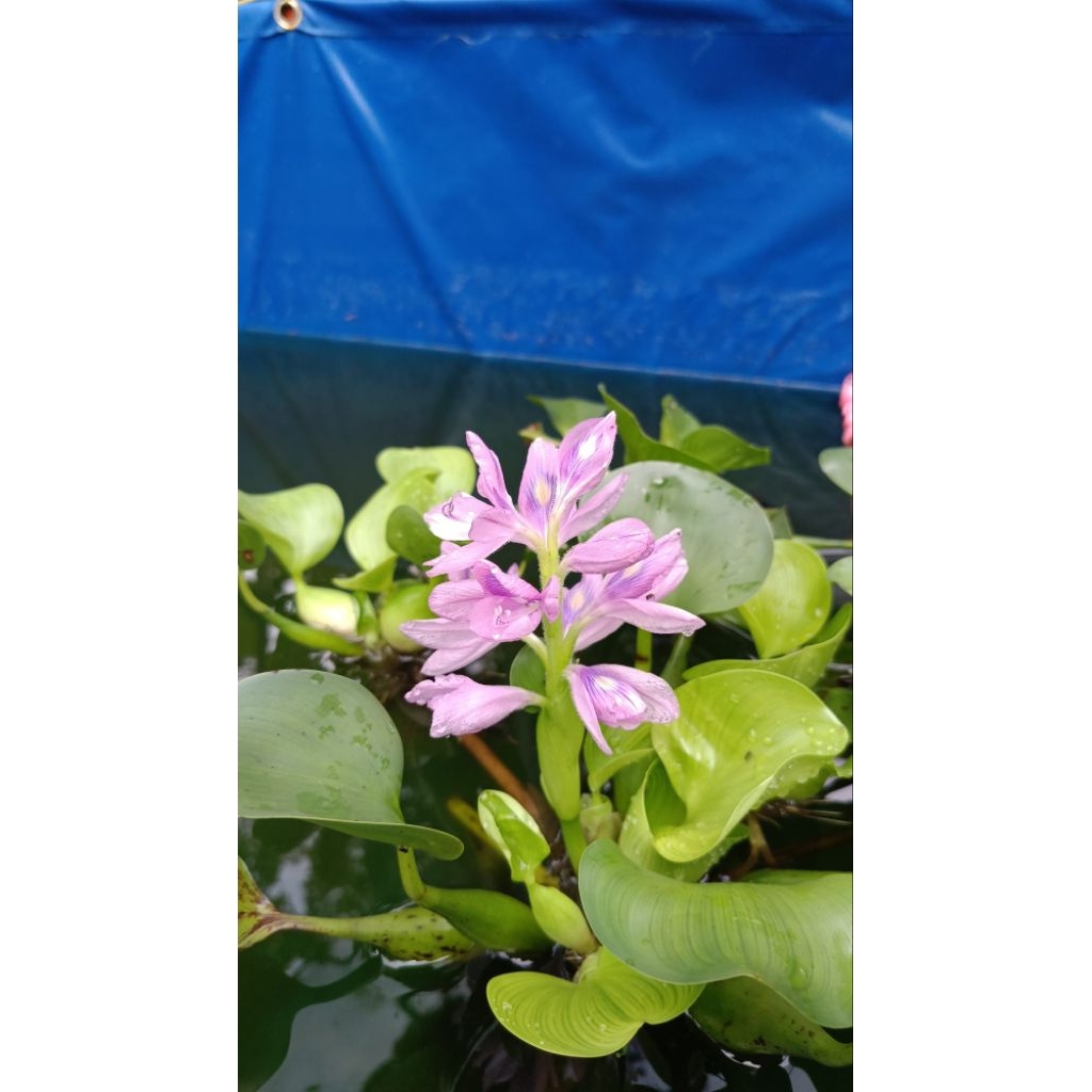 bibit tanaman air eceng gondok bibit tanaman air akuarium tanaman kolam depan rumah