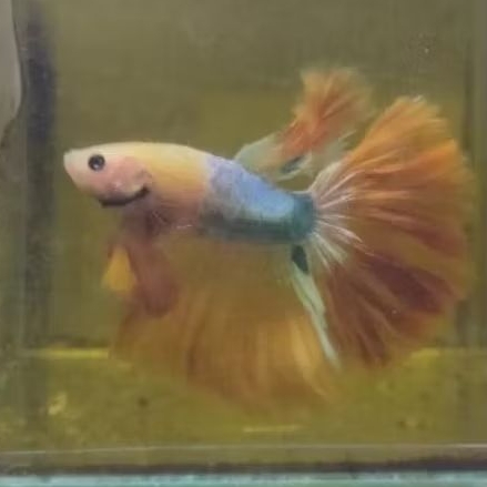 Cupang hias Halfmoon Multi Original Thailand