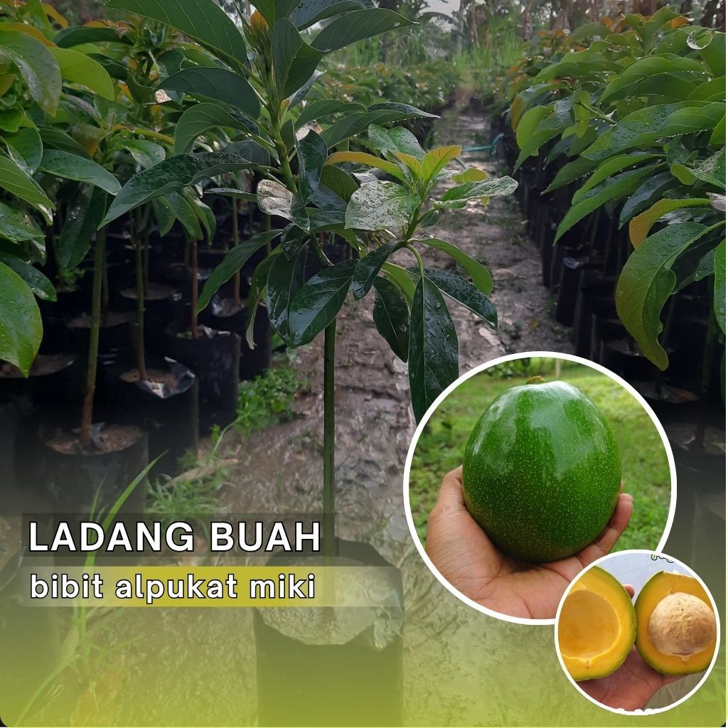 Bibit Alpukat Miki Siap Berbuah Batang Besar