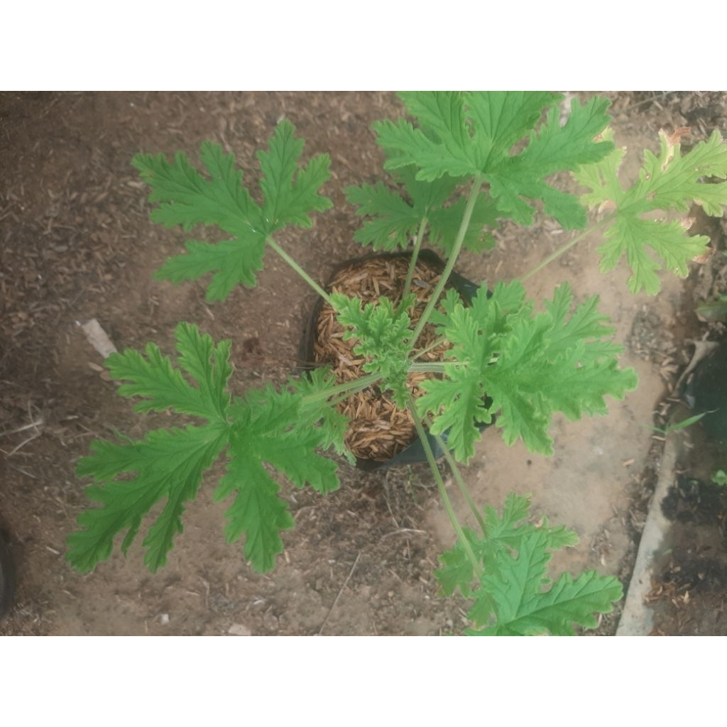 citronella/tanaman herbal citronella/herbal/bibit herbal citronella