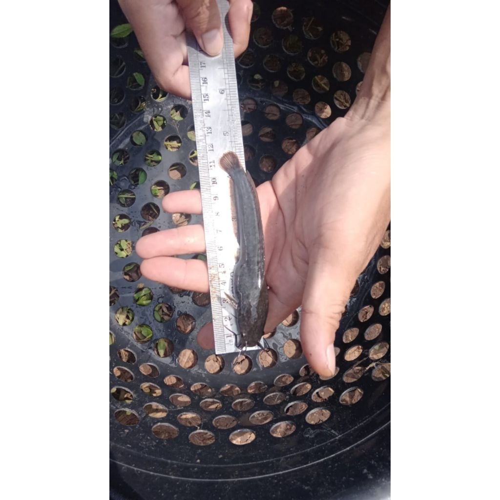 Bibit Lele Sangkuriang 10-11 cm