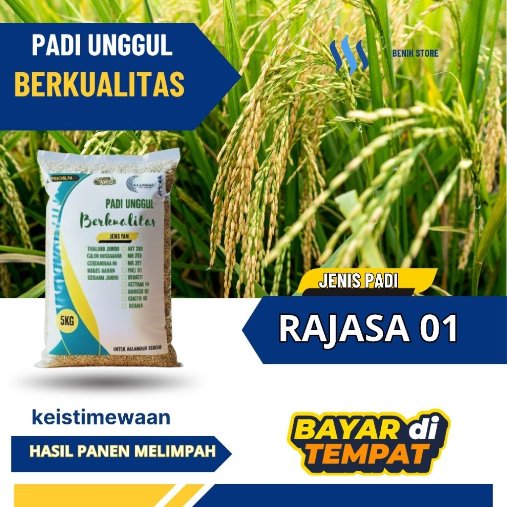 benih padi unggul RAJASA 01 ORIGINAL 5kg