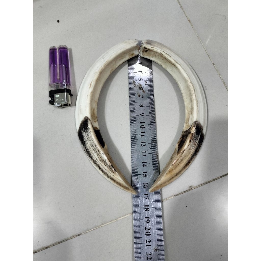 Taring babii hutan super panjang dan jumbo hampir 17cm.dijamin ori