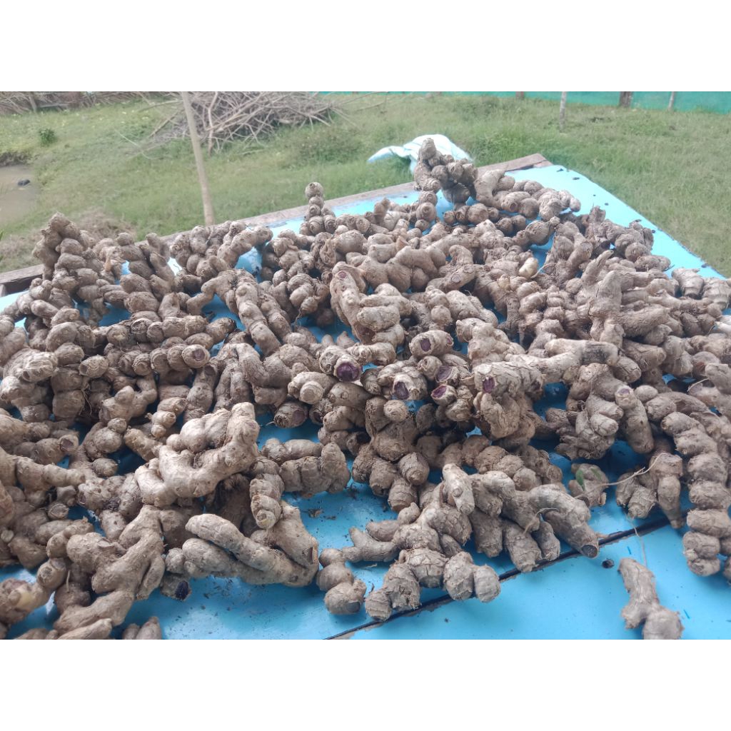 kunyit hitam original