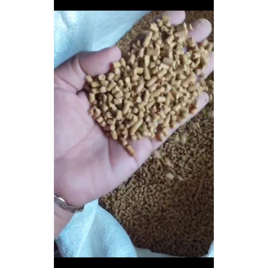 pakan ayam bangkok 594 rijek bagus