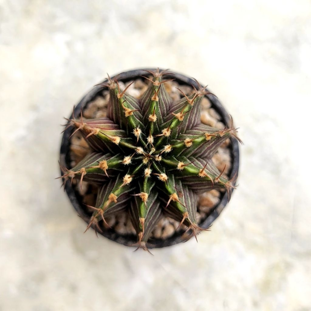 Kaktus LB Hybrid Variegata