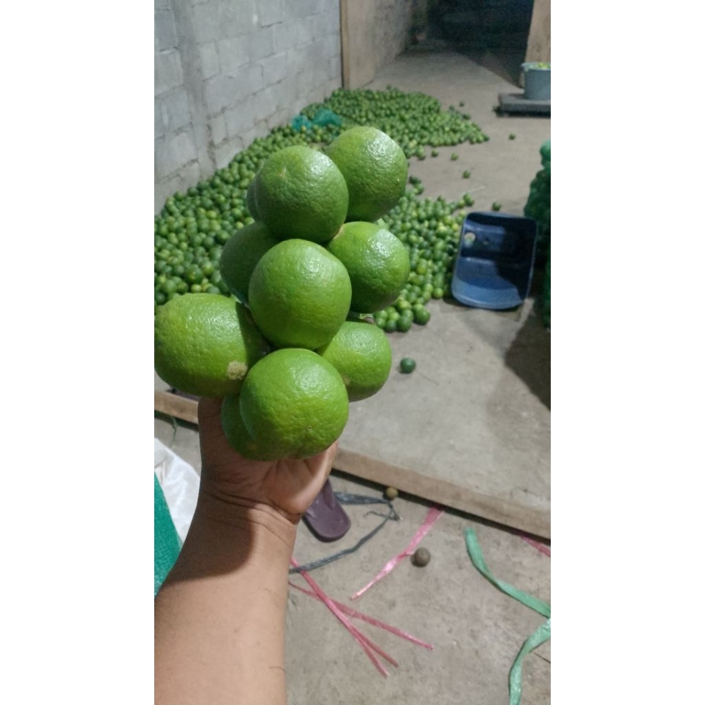 jeruk nipis barang superan jamin jos 1kg