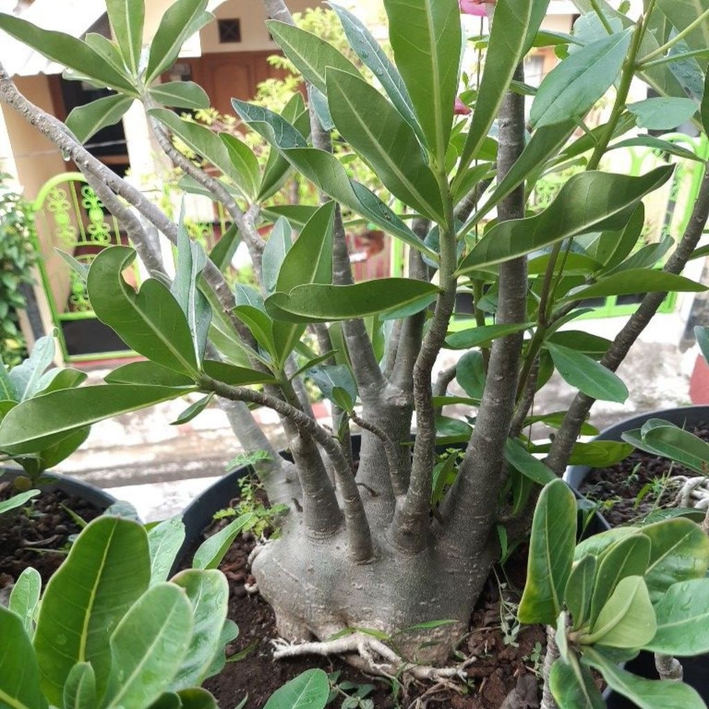 arabicum bonggol jumbo pot 40