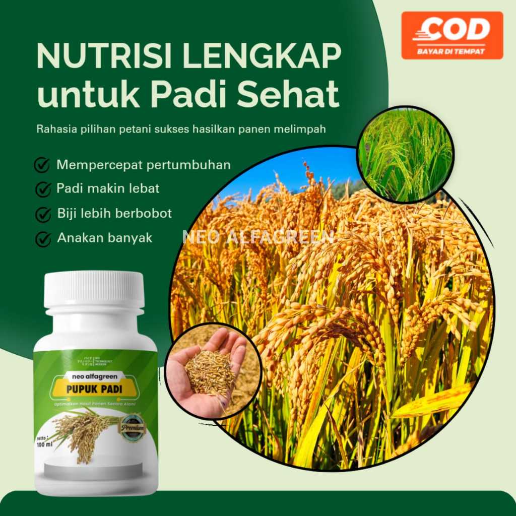 Paket Nutrisi POC Padi Neoalfagreen Pelebat Padi Organik Percepat Pembuahan Pertumbuhan Tanaman
