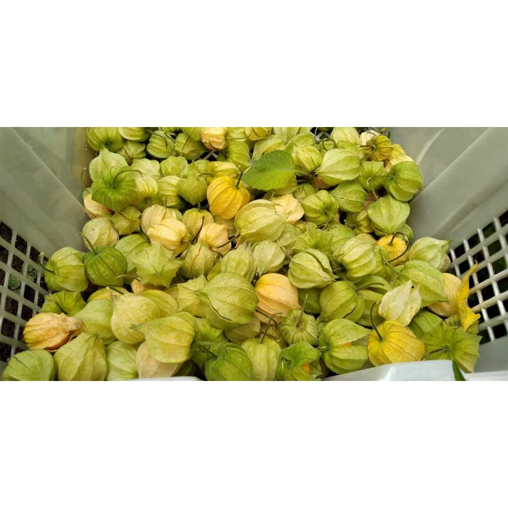 Buah Ciplukan Segar 500 Gram Gratis Dus CECENET GOLDEN BERRY