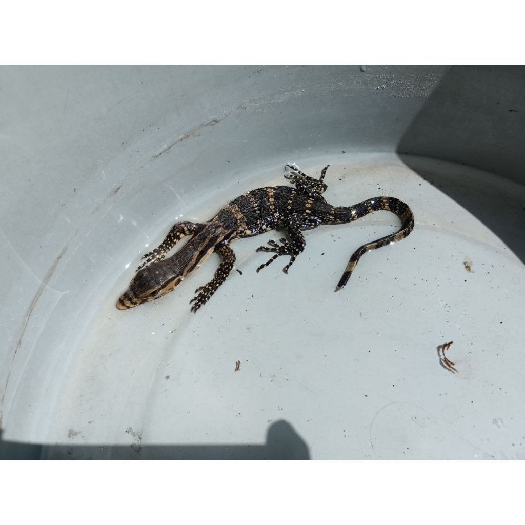Varanus salvator ( Biawak Jawa ) Baby WC