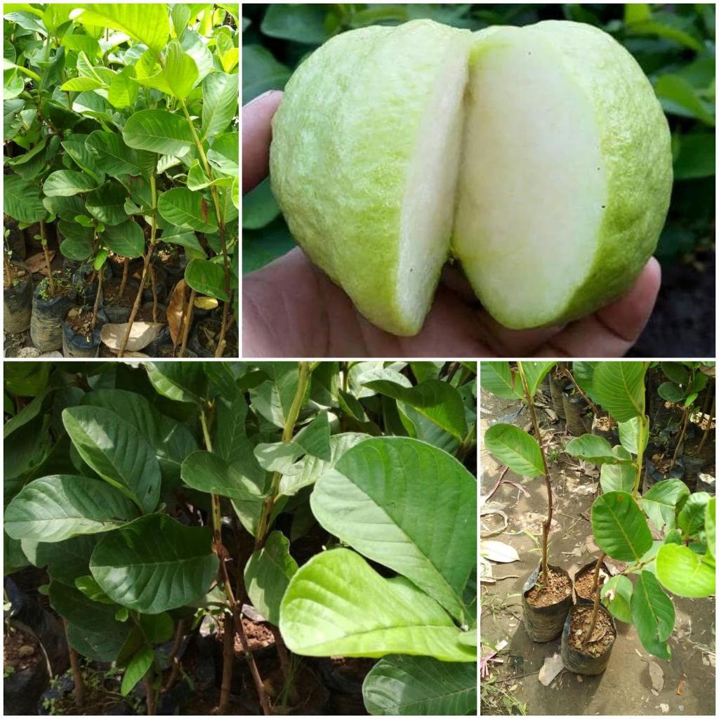 BIBIT JAMBU KRISTAL TANPA BIJI CANGKOK