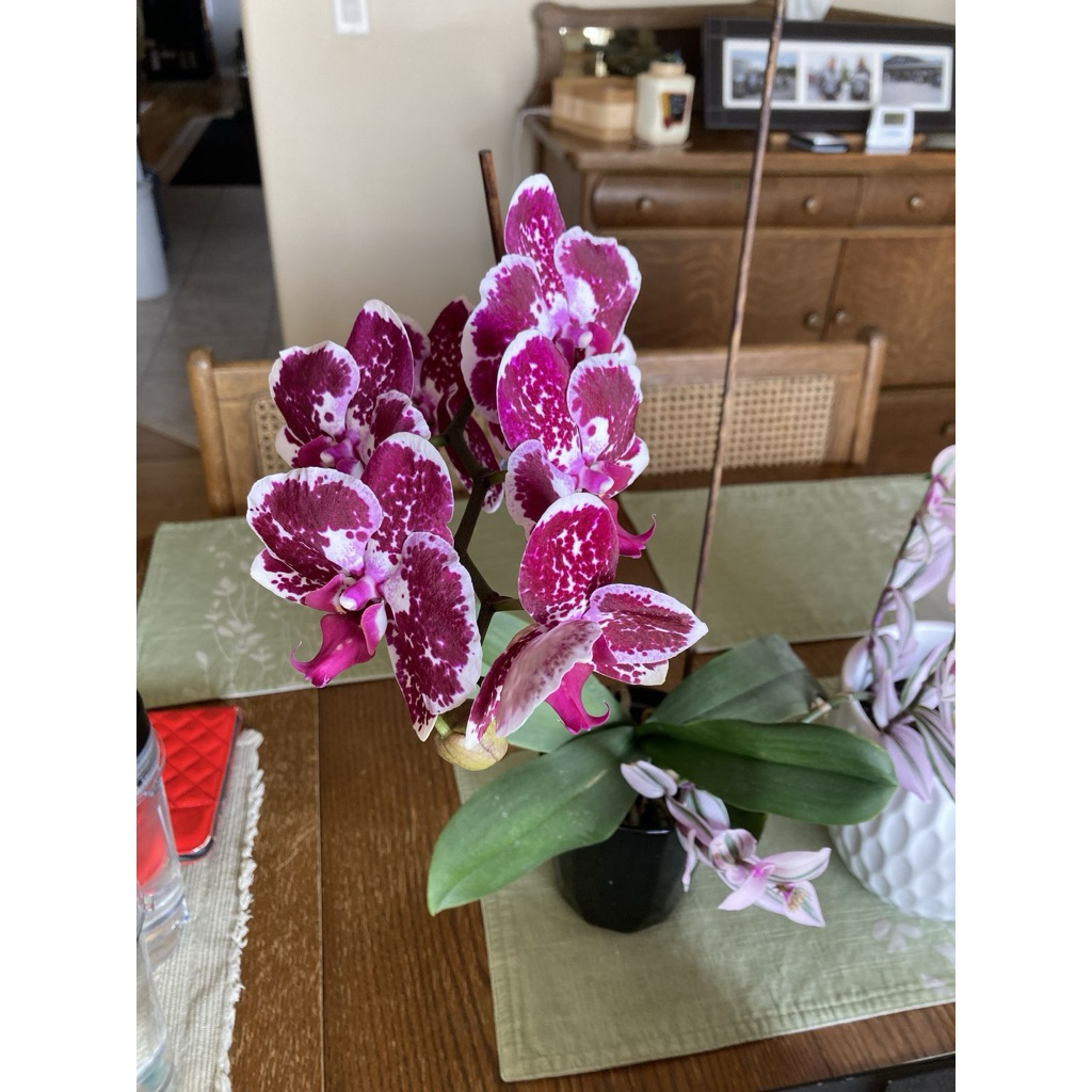 Anggrek bulan - Tanaman Hias Anggrek Bulan Bunga hidup - tanaman hidup Anggrek Bulan - tanaman anggr