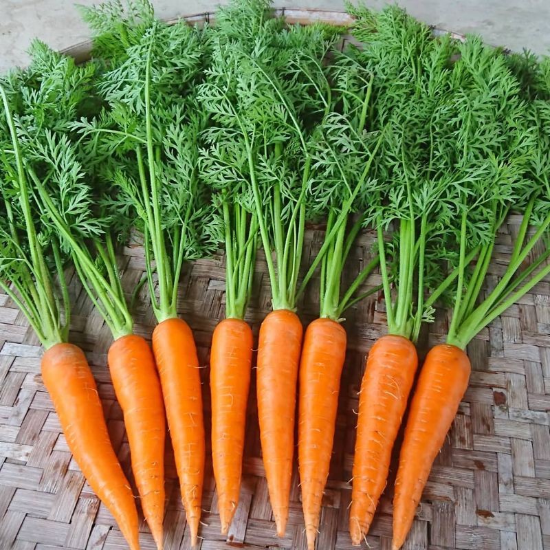 COD AJA - Bibit Wortel Brastagi