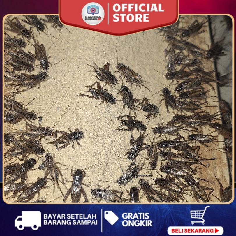 Telur jangkrik alam 250 gram telur jangkrik umpan ikan mas