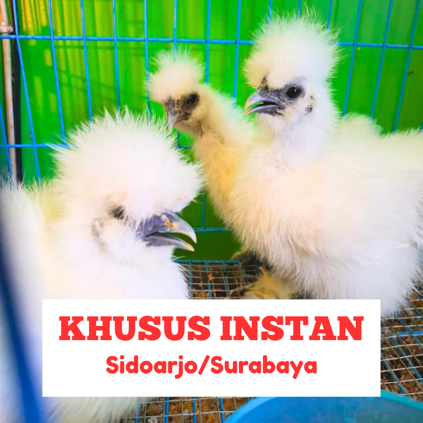 Anakan Ayam Silkie Bulu Kapas
