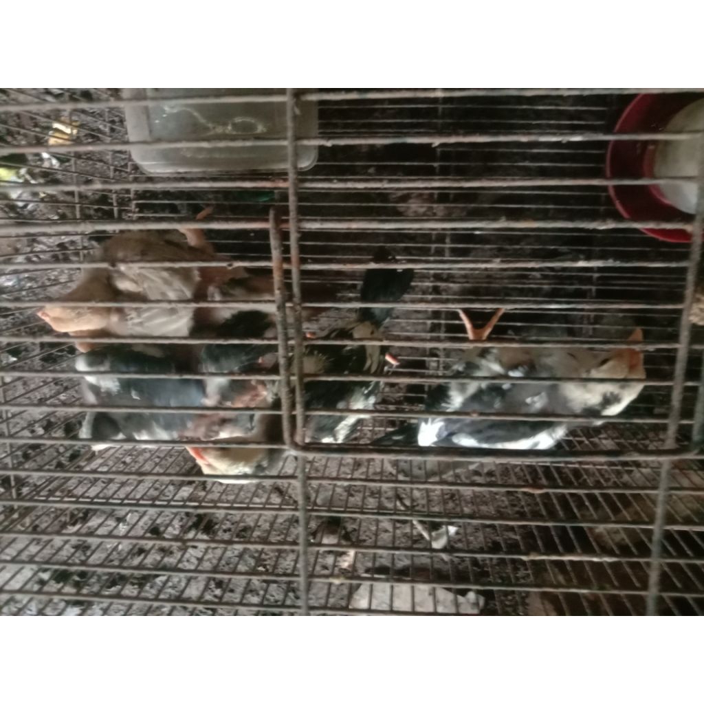 Anakan ayam Bangkok Ekor lidi / ayam hias ekor lidi