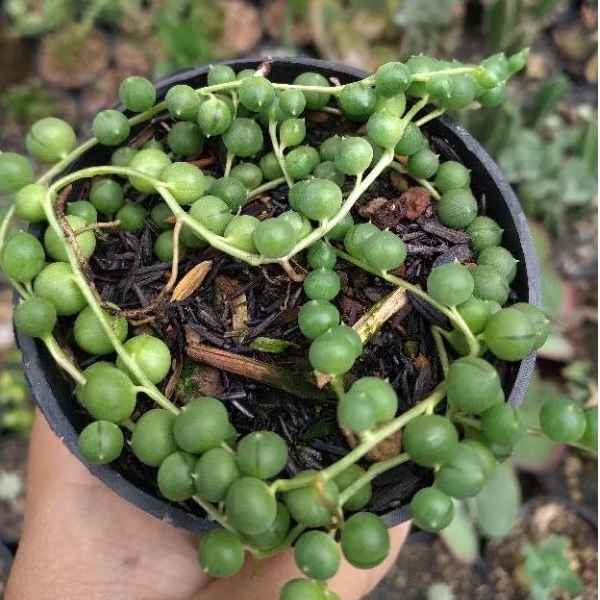 Senecio string of pearl