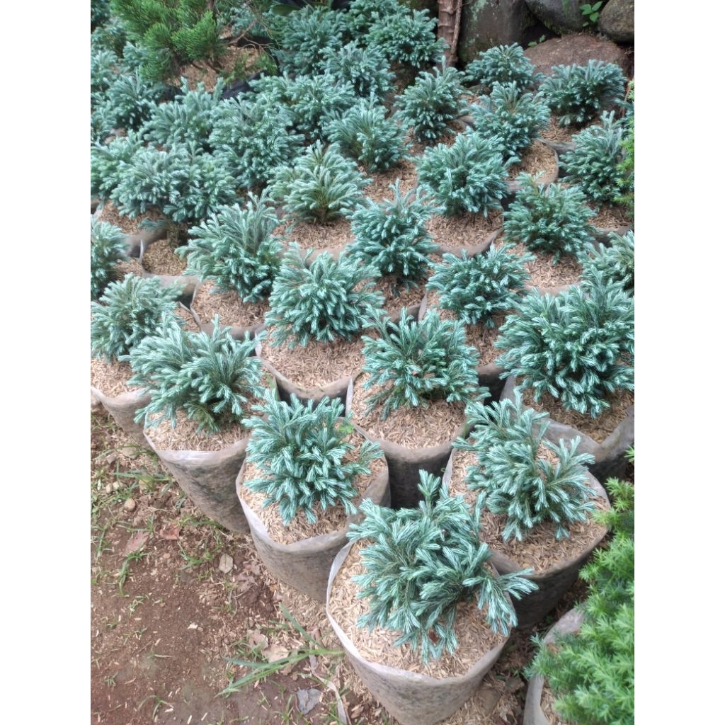 CEMARA PERAK/CEMARA SALJU