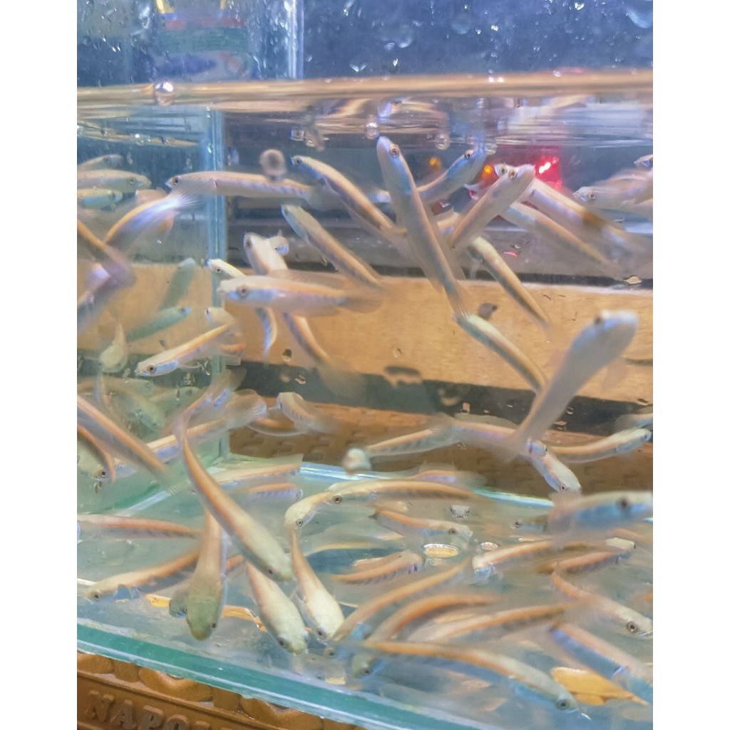 Air Ketapang OrenRiau 7-8cm