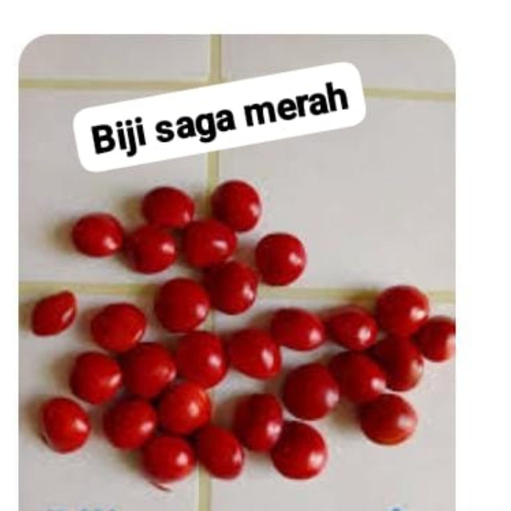 Biji saga merah