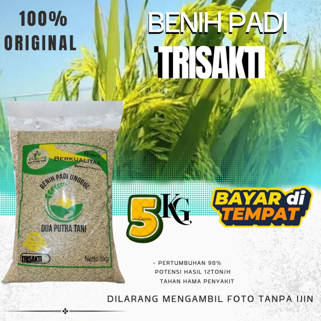 BENIH PADI TRISAKTI UMUR GENJAH 75 HST KEMASAN 5kg
