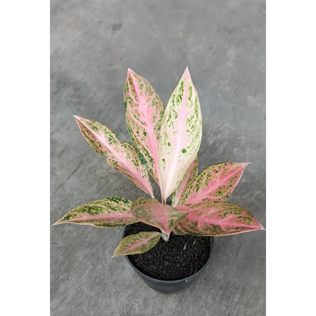 Aglaonema Tamara