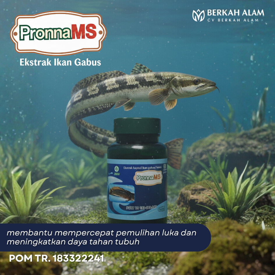 Kapsul Extrak Ikan Gabus @ 60 / Kapsul Kutuk Pronna MS / Kapsul Kutuk / Kapsul Ikan Gabus @ 60