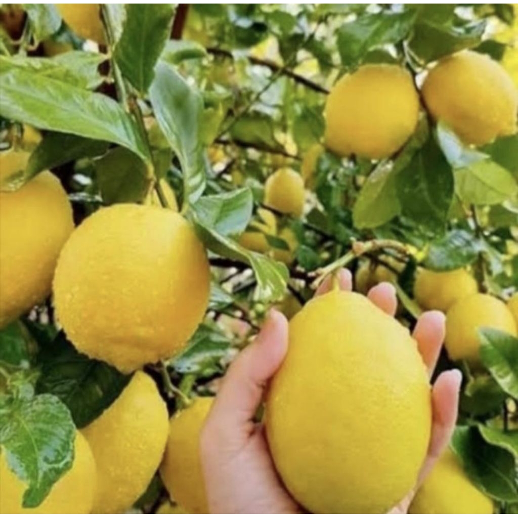 Pohon Jeruk Lemon California/ Pohon Buah Jeruk Lemon California Okulasi