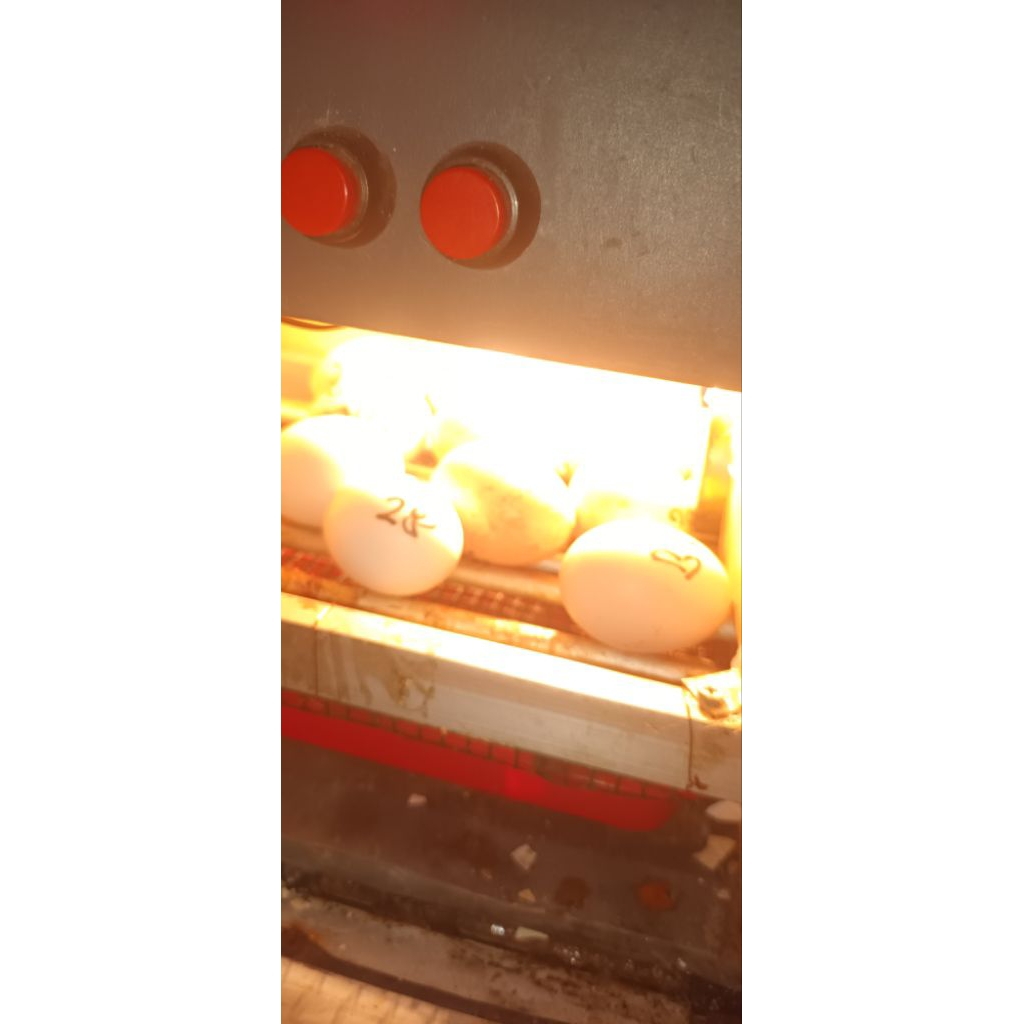 Telur Ayam Hutan & Telur Chabo Black Tail