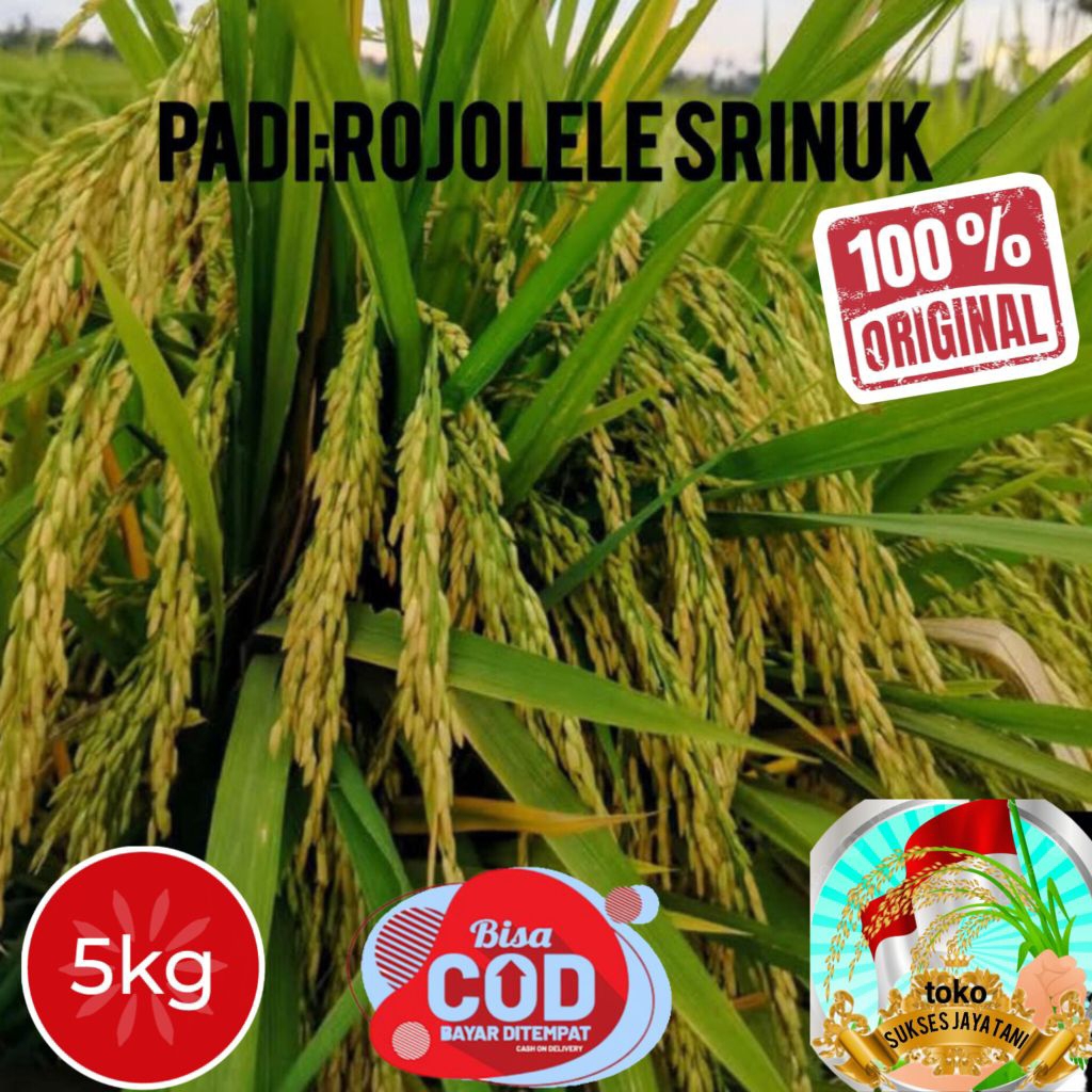 benih padi rojolele srinuk kualitas super unggul 5kg