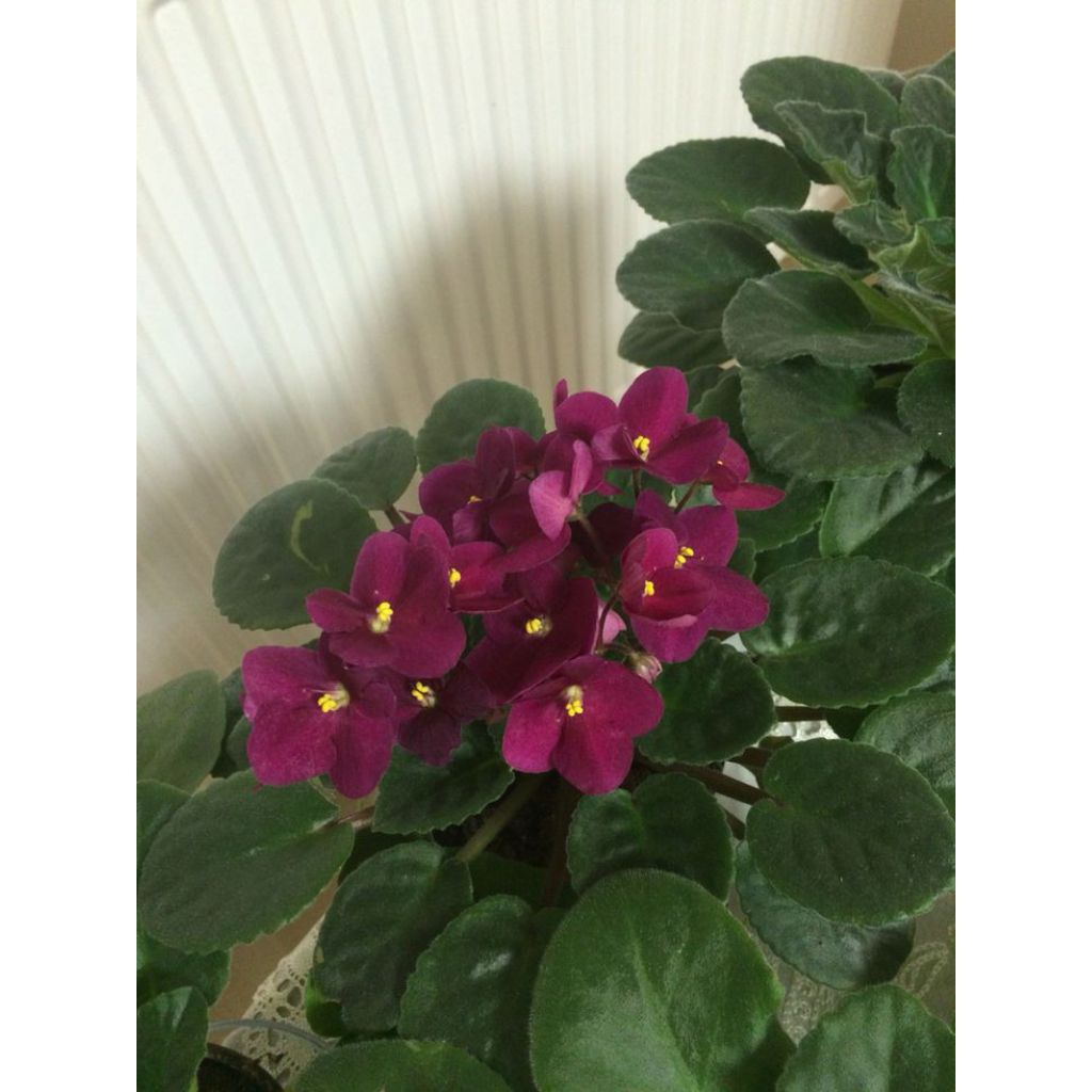 Tanaman violet Afrika, atau Saintpaulia ionantha