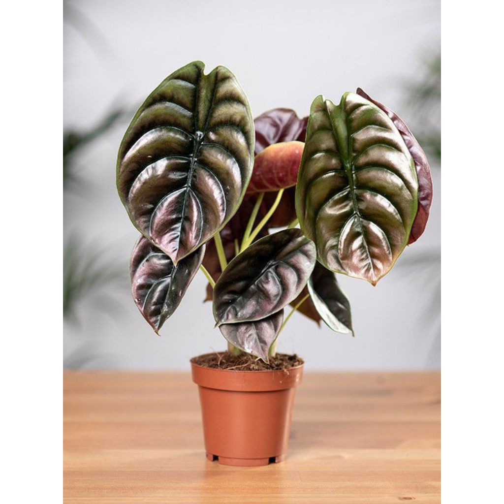 Tanaman Alocasia cuprea 'Red Secret'.