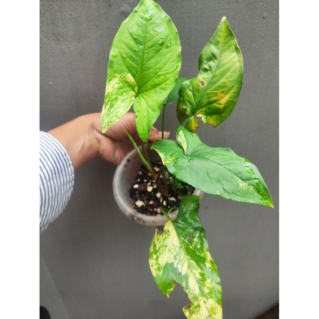 syngonium yellow variegata