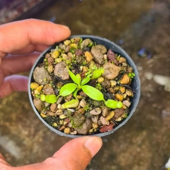 tanaman nepenthes hybrid Maxima x (Boschiana x Clipeata)