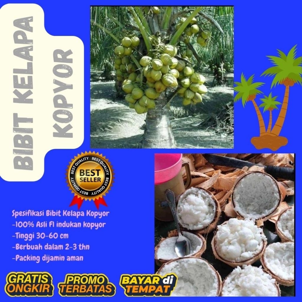 Bibit Kelapa Kopyor Hibrida
