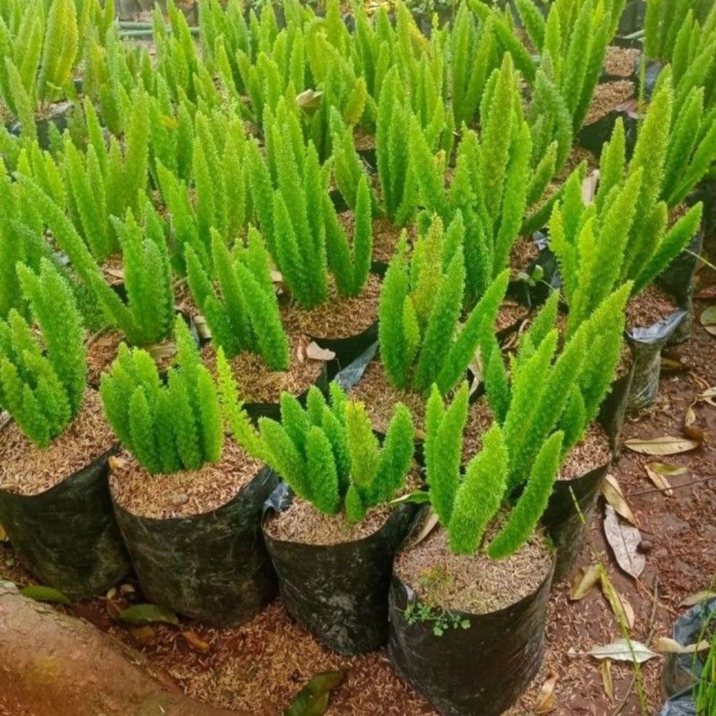 tanaman hias ekor tupai/ekor tupai/tanaman ekor tupai/tanaman