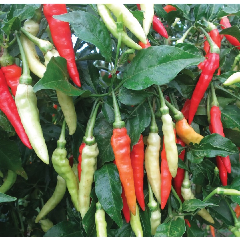 Bibit tanaman cabe rawit setan / Pohon cabe rawit setan super pedas