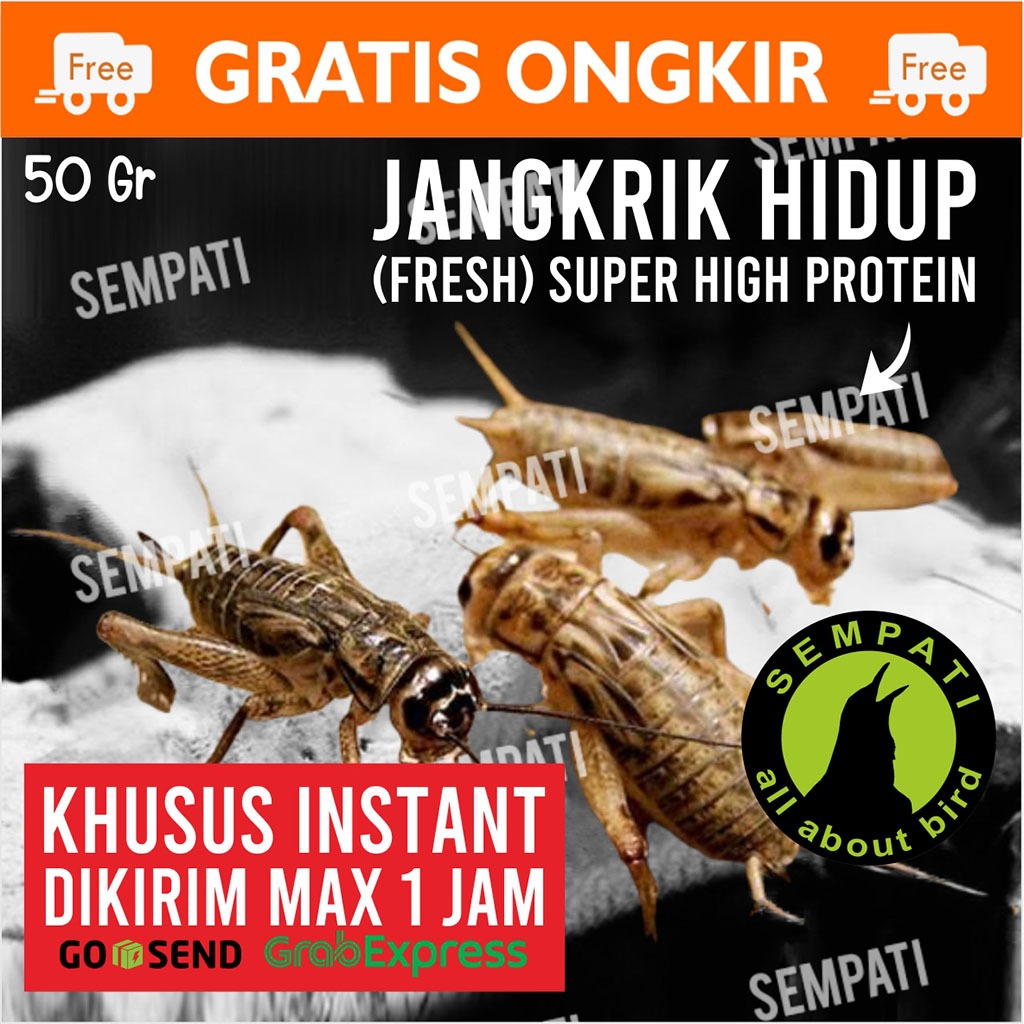 SEMPATI KHUSUS TERKIRIM 1 JAM INSTAN GRAB GOJEK Jangkrik Hidup 50 Gram Jangkrik Ternak Pakan Makanan
